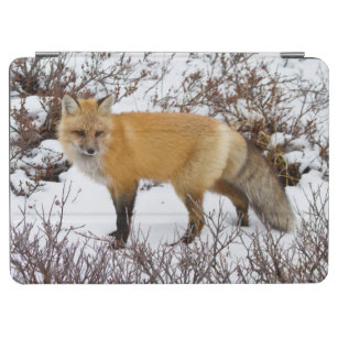 Red Fox in snow in winter iPad Air Cover