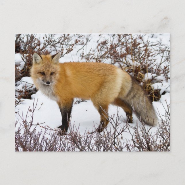 Red Fox in snow in winter Postcard (Front)