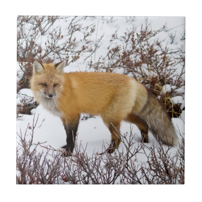 Red Fox in snow in winter Tile (Front)