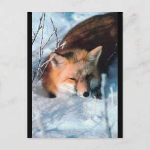 Red Fox in Snow Postcard