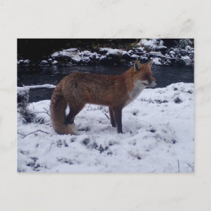 Red Fox in Snow  Postcard