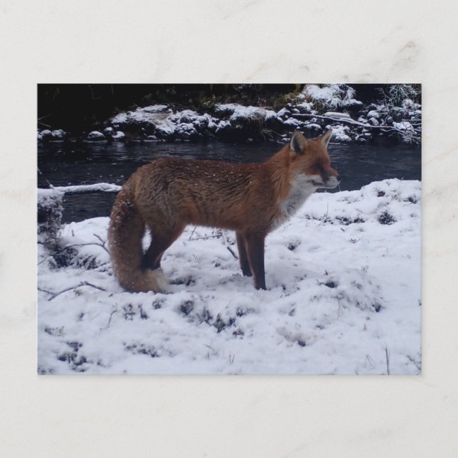 Red Fox In Snow Winter Wildlife Nature Postcard (Front)