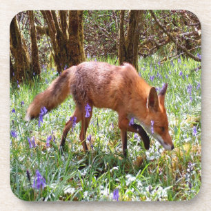 Red Fox in the Bluebells 6 x Coaster Set