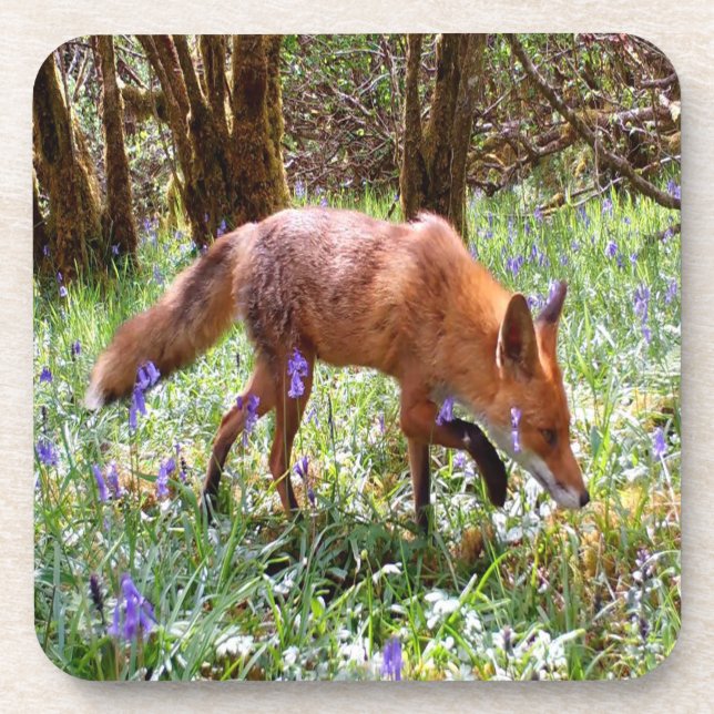 Red Fox in the Bluebells 6 x Coaster Set (Front)