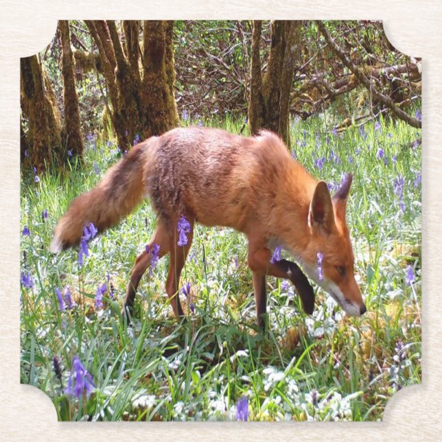 Red Fox in the Bluebells Paper Coaster (Front)