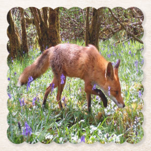 Red Fox in the Bluebells Paper Coaster