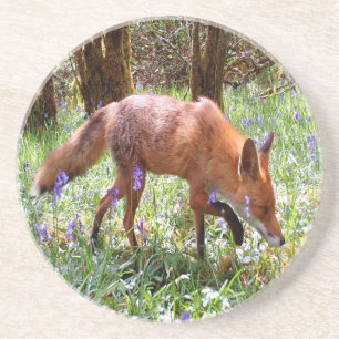 Red Fox in the Bluebells Sandstone Coaster