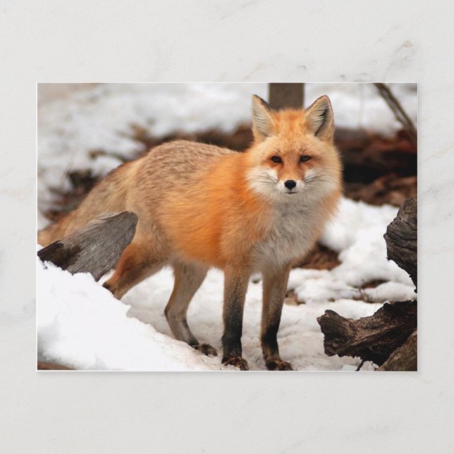 Red fox in the snow postcard (Front)