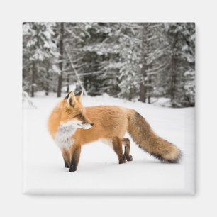 Red Fox in White Snow Magnet