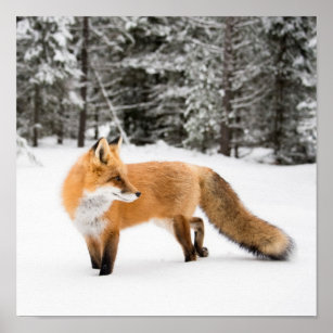Red Fox in White Snow Poster