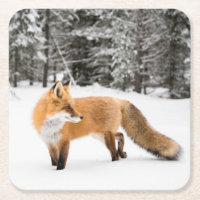 Red Fox in White Snow