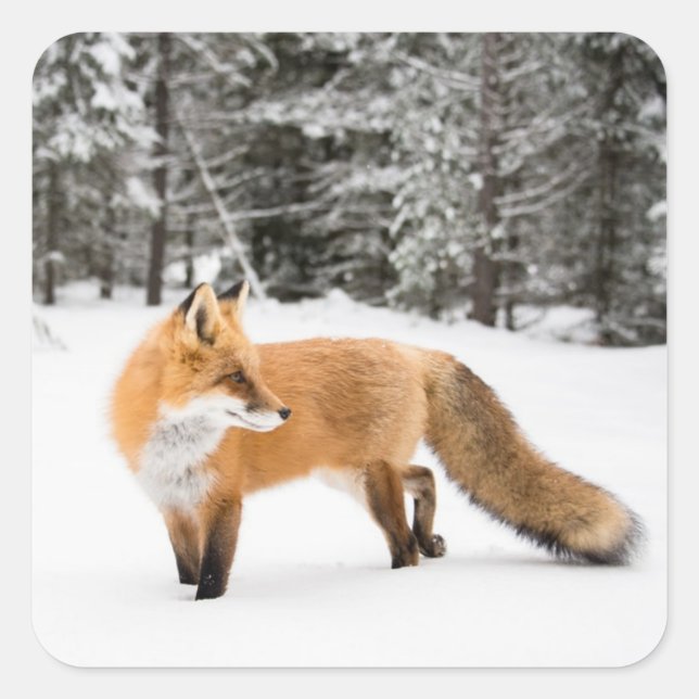 Red Fox in White Snow Square Sticker (Front)