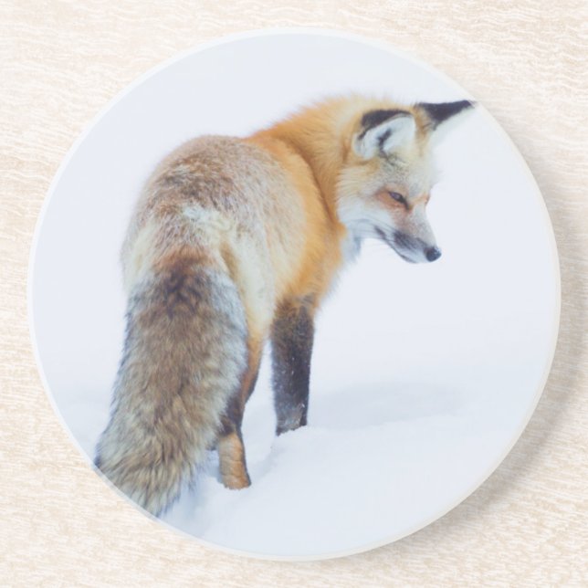 Red Fox in Winter Coaster (Front)