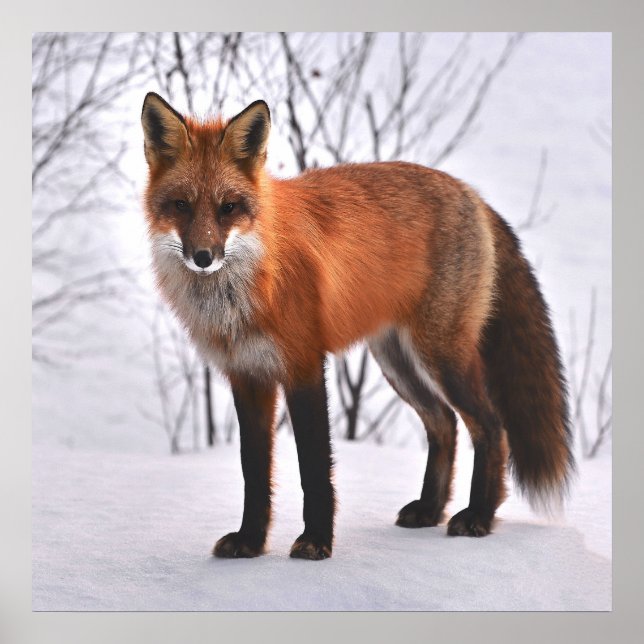 Red Fox In Winter Poster (Front)
