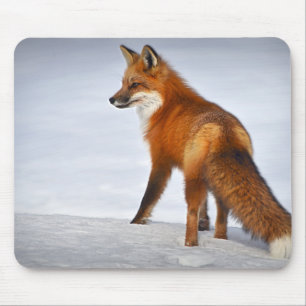Red Fox in Winter Snow Mouse Pad
