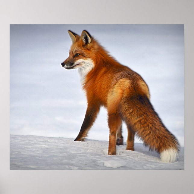 Red Fox in Winter Snow Poster (Front)