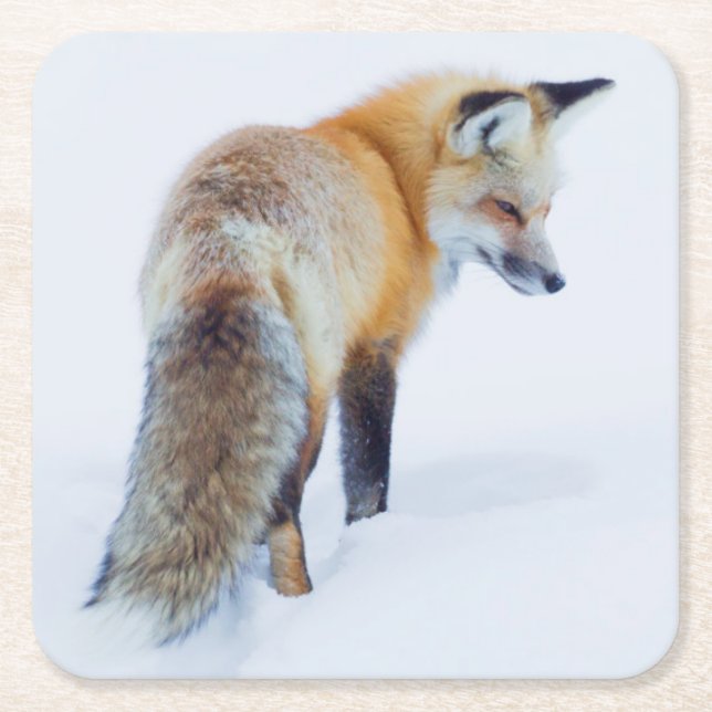 Red Fox in Winter Square Paper Coaster (Front)