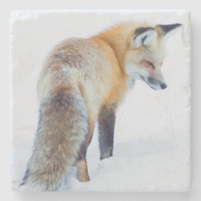 Red Fox in Winter Stone Coaster (Front)