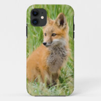 Red Fox Kit in grass near den