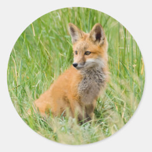 Red Fox Kit in grass near den Classic Round Sticker