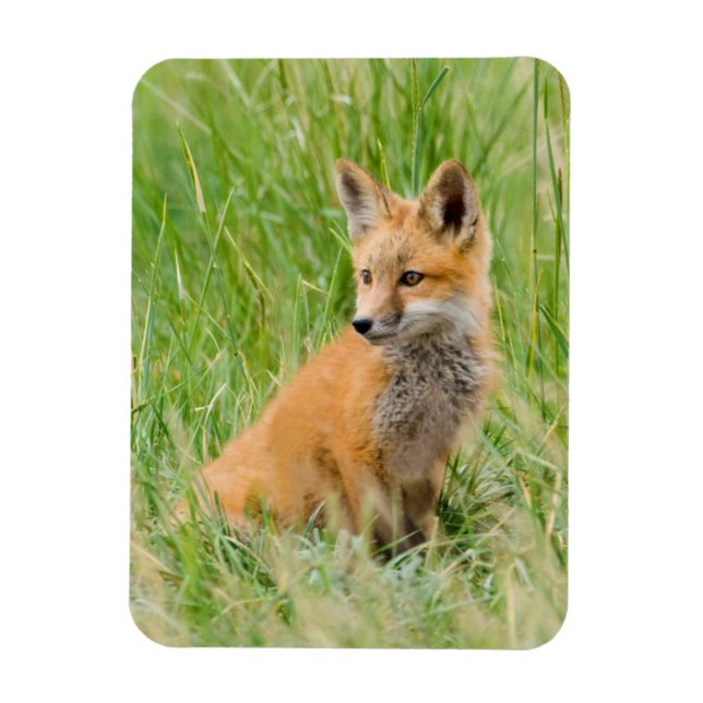 Red Fox Kit in grass near den Magnet (Vertical)