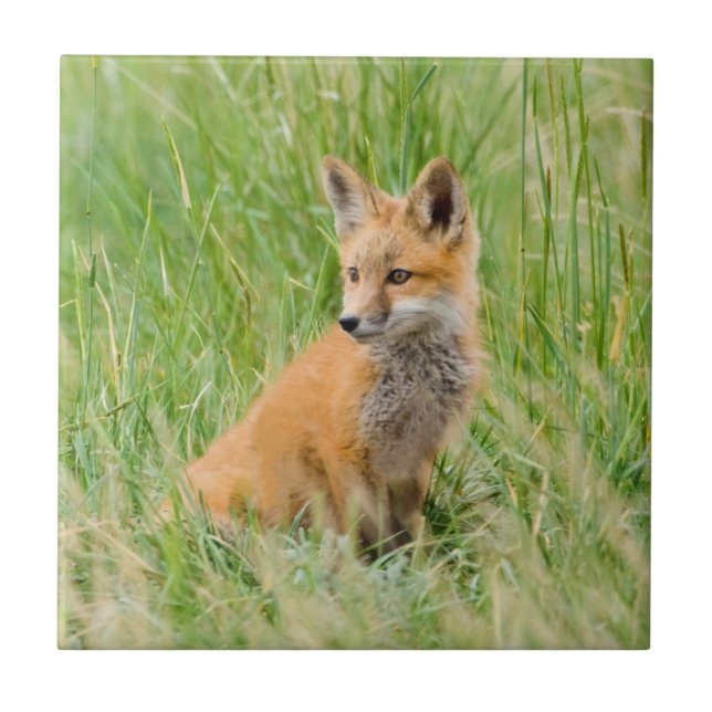 Red Fox Kit in grass near den Tile (Front)
