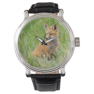 Red Fox Kit in grass near den Watch