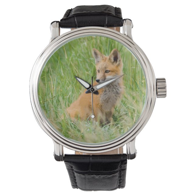 Red Fox Kit in grass near den Watch (Front)