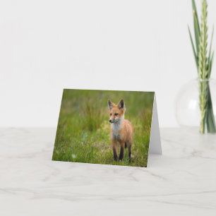 Red Fox Kit In Grassy Meadow Note Card