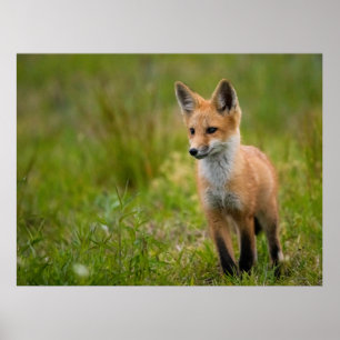 Red Fox Kit In Grassy Meadow Poster
