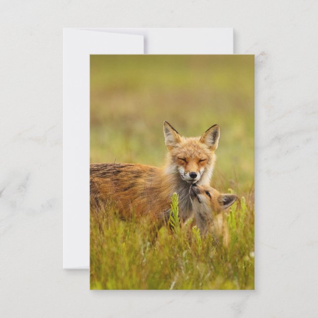 Red Fox Kit Looking Up to Momma Greeting Card (Front)