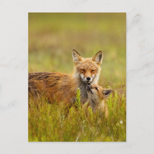 Red Fox Kit Looking Up to Momma Post Card (Front)