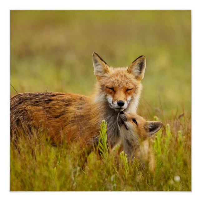 Red Fox Kit Looking Up to Momma Vixen Poster (Front)