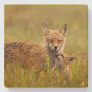 Red Fox Kit Looking Up to Momma Vixen  Stone Coaster