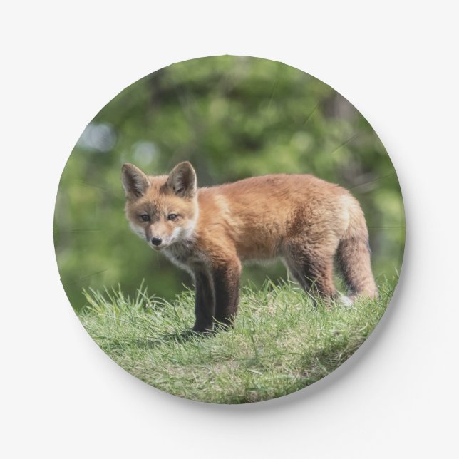 Red Fox Kit Paper Plate (Front)