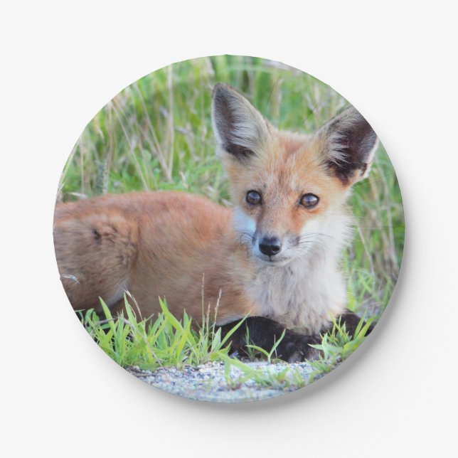 Red Fox Kit Paper Plate (Front)