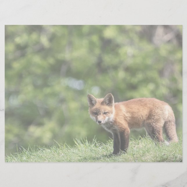 Red Fox Kit Postcard (Front)