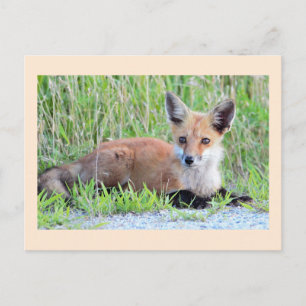 Red Fox Kit Postcard