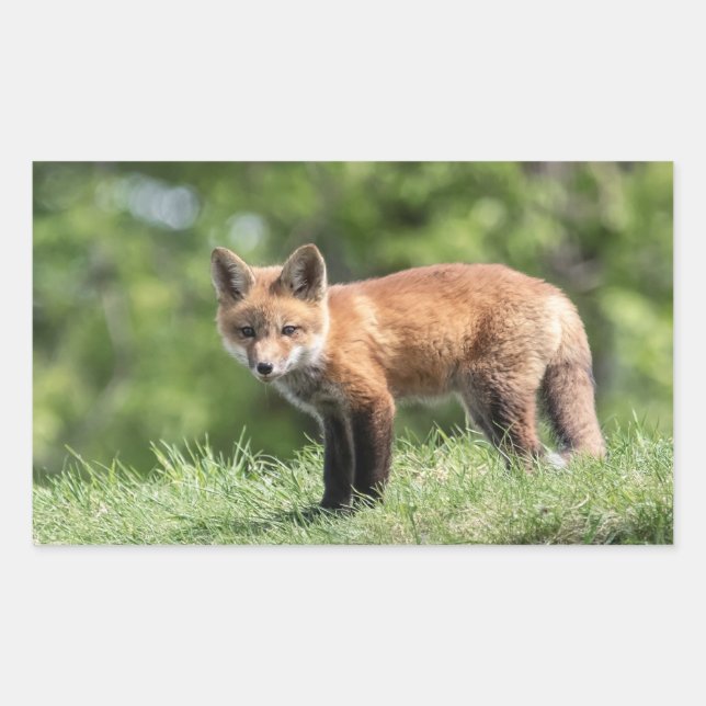 Red Fox Kit Rectangular Sticker (Front)