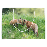 Red Fox Kits