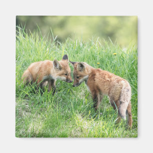 Red Fox Kits Magnet
