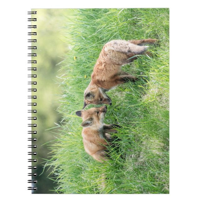 Red Fox Kits Notebook (Front)