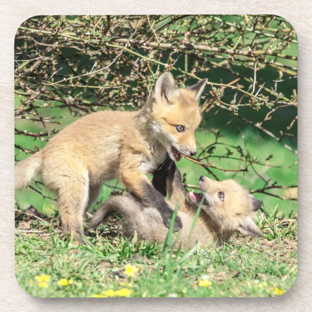 Red Fox Kits Playing Coaster (Front)