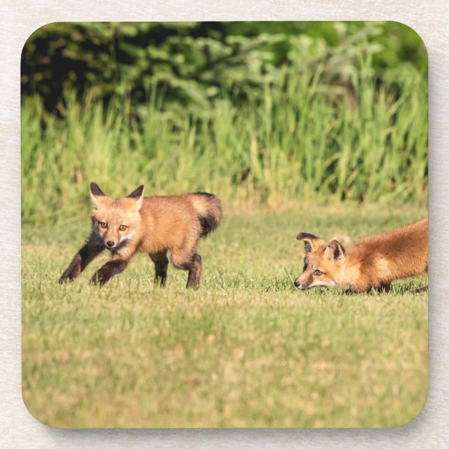 Red Fox Kits Playing Coaster (Front)