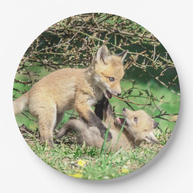 Red Fox Kits Playing Paper Plate (Front)