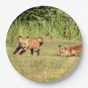 Red Fox Kits Playing Paper Plate