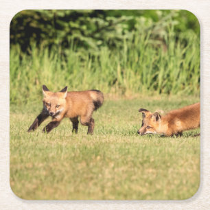 Red Fox Kits Playing Square Paper Coaster
