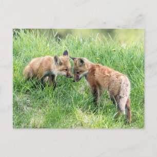 Red Fox Kits Postcard