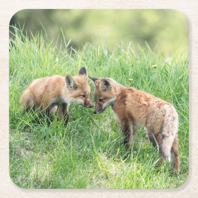 Red Fox Kits Square Paper Coaster (Front)