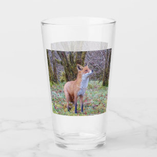 Red Fox Looking Up Glass